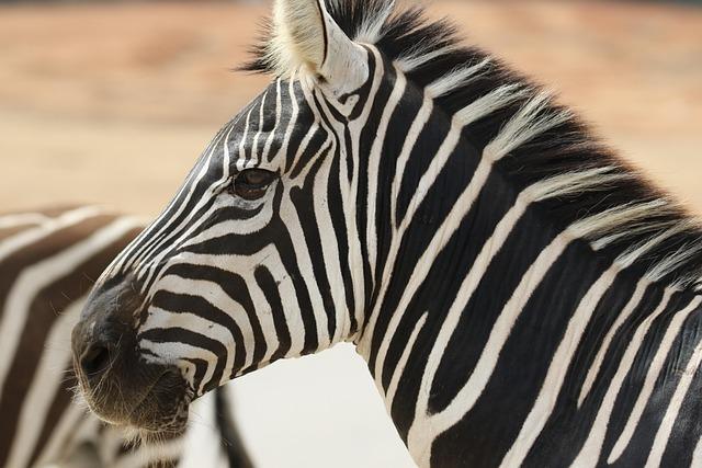 zebra, stripes, wildlife, animal, nature, safari, portrait